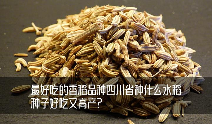 最好吃的香稻品种四川省种什么水稻种子好吃又高产?
