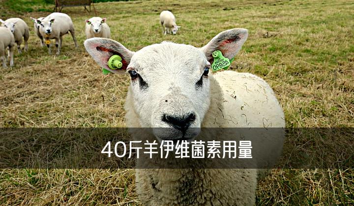 40斤羊伊维菌素用量多少克合适呢